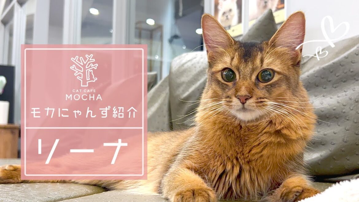 リーナ(ソマリ♀)渋谷公園通り店 リーナ(ソマリ♀)渋谷公園通り店