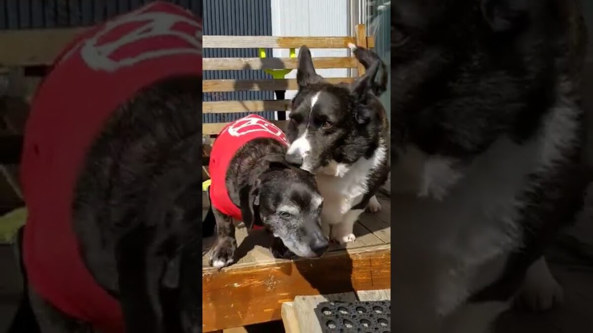 mix犬とコーギーカーディガン