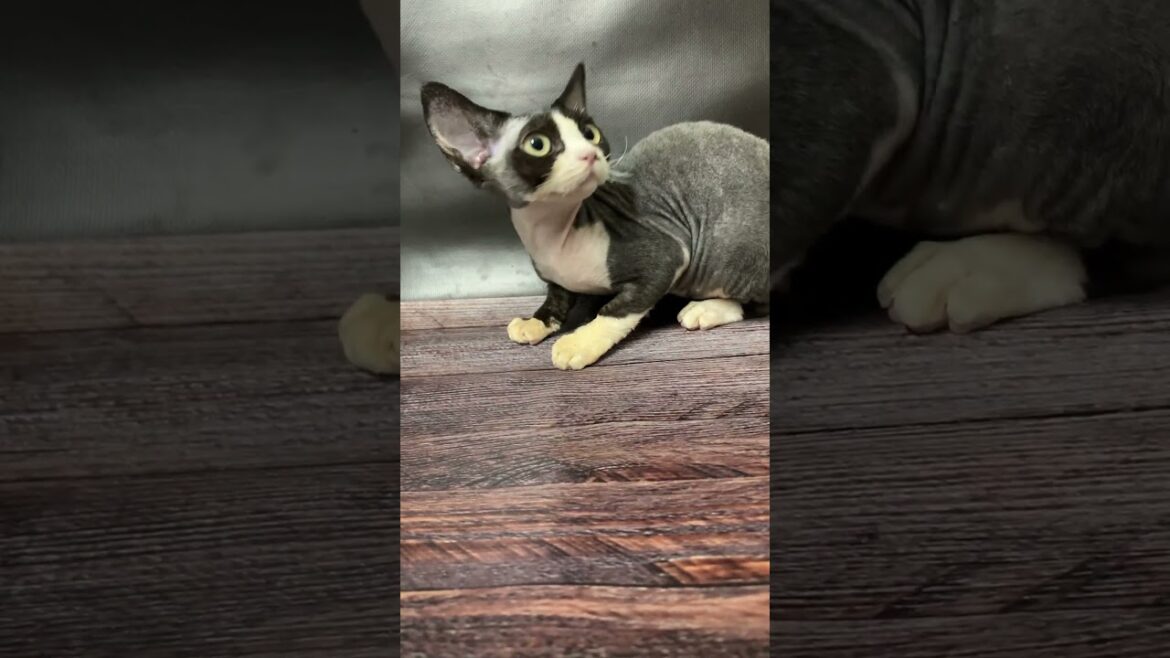Melody Chocolate with White Devon Rex Female Kitten Available Now | Purebred Kitties