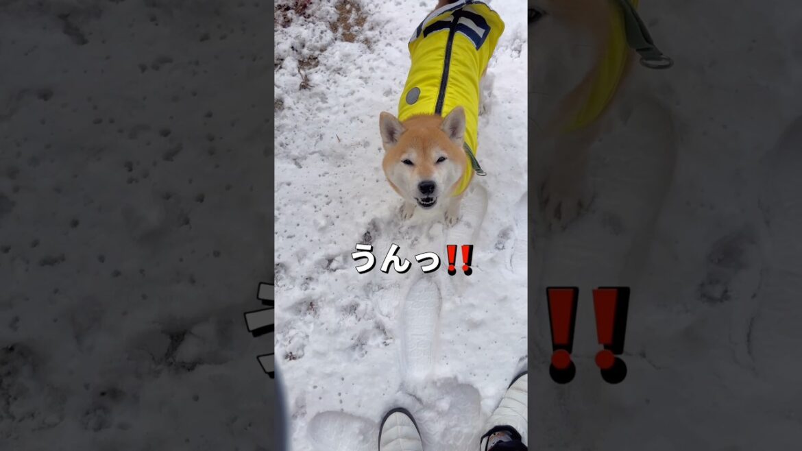 雪が少し積もったのでお外へ🐶🐾#柴犬 #shiba #shorts