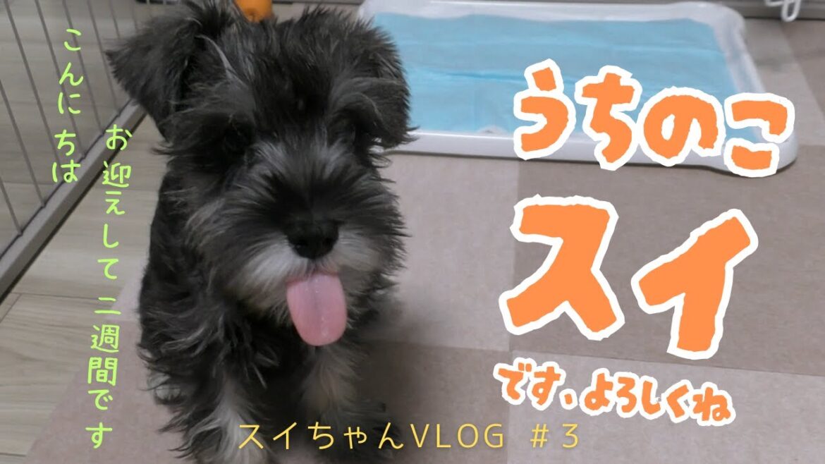 お迎えして約2週間、噛み癖、トイレ失敗、日々奮闘中 #ミニチュアシュナウザー