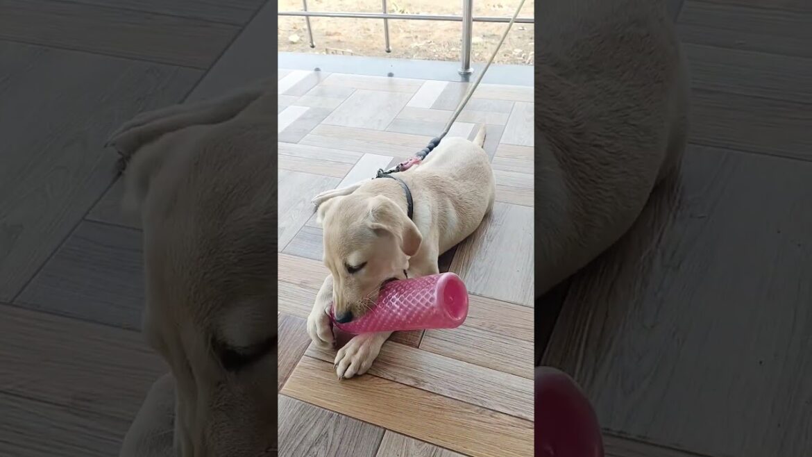 Labrador lio #ytstudio #labradorpuppy #labradorretriever #labrador #cutedog #explore #trendingsong