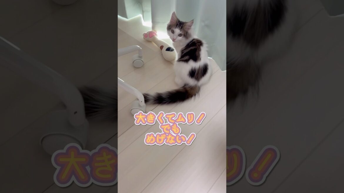 【子猫】おもちゃを運びたい！ #shorts #ノルウェージャンフォレストキャット #kitten