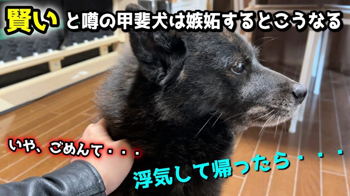 赤ちゃんと浮気して帰ったら甲斐犬一休がまさかの行動に・・・