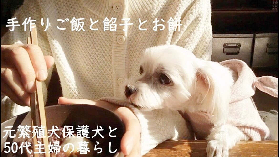 穏やかで幸せなお正月🎍元繁殖犬保護犬マルチーズと50代主婦の暮らし