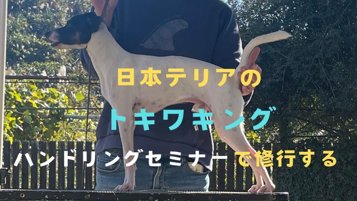 『日本テリア』のときわキング、プロハンの元で修行する