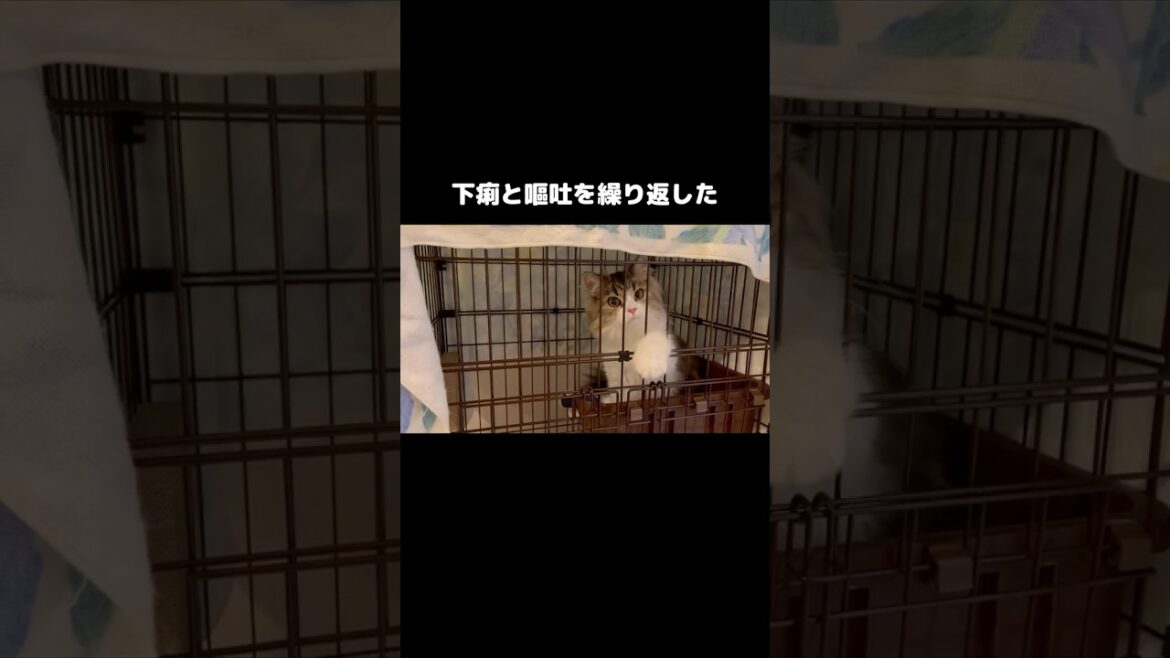 らんちんの成長物語(続きは本編) #猫 #子猫 #サイベリアン #bgm #shorts