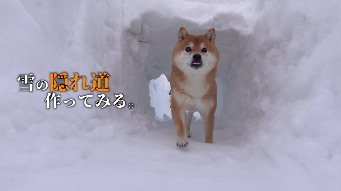 柴犬と雪壁利用して全力で青春してみた。