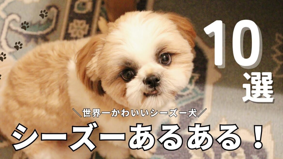 【第1回シーズーあるある】愛犬はいくつ当てはまる？？シーズーの行動&性格あるある１０選!!