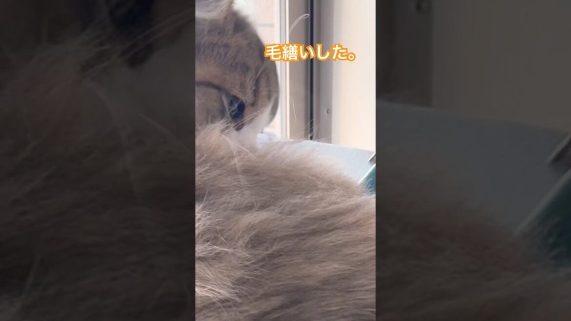 ファーミネーターは凄い毛がとれる　#cat #ラガマフィン #ねこ #ファーミネーター