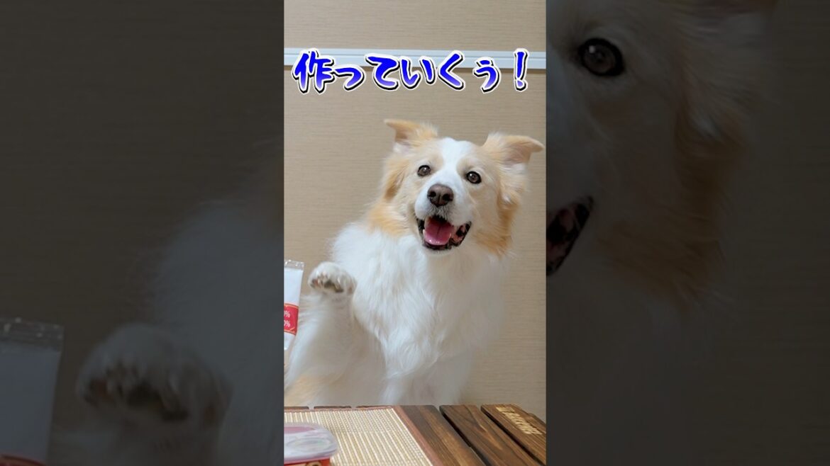 右左どっち？犬にどん兵衛アレンジをお任せしたら美味すぎるどん兵衛になりました！#shorts #どん兵衛#ボーダーコリー