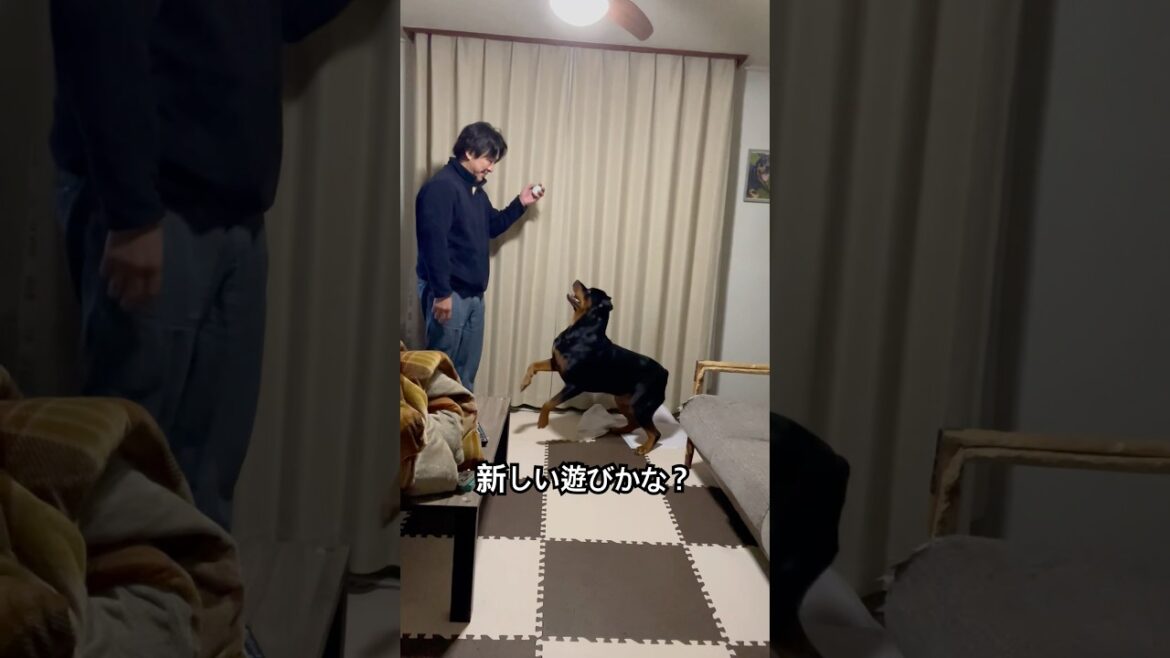 家が壊れそうなくらい全力で遊ぶロットワイラー