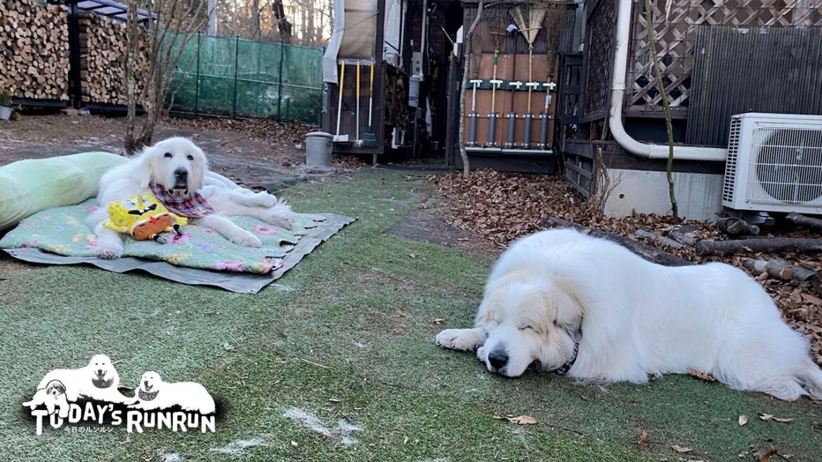 大好きなルンルンを近くでしっかり警備するアランとベルです　Great Pyrenees　グレートピレニーズ