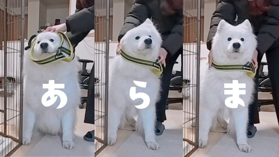 ハーネス着けられた瞬間フリーズする大型犬が可愛い【サモエド】