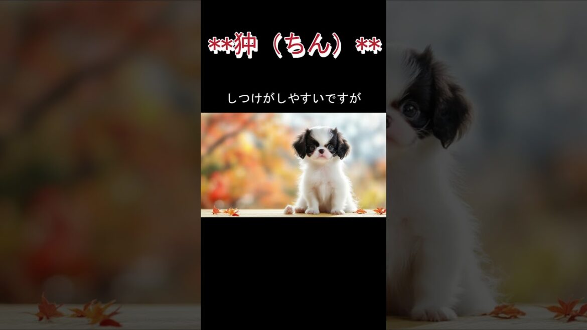 **狆（ちん）**の紹介