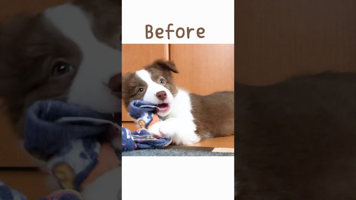 子犬の頃と現在を比べたら尊すぎて苦しくなりました🥺♡【ボーダーコリー・オーストラリアンシェパード】#shorts