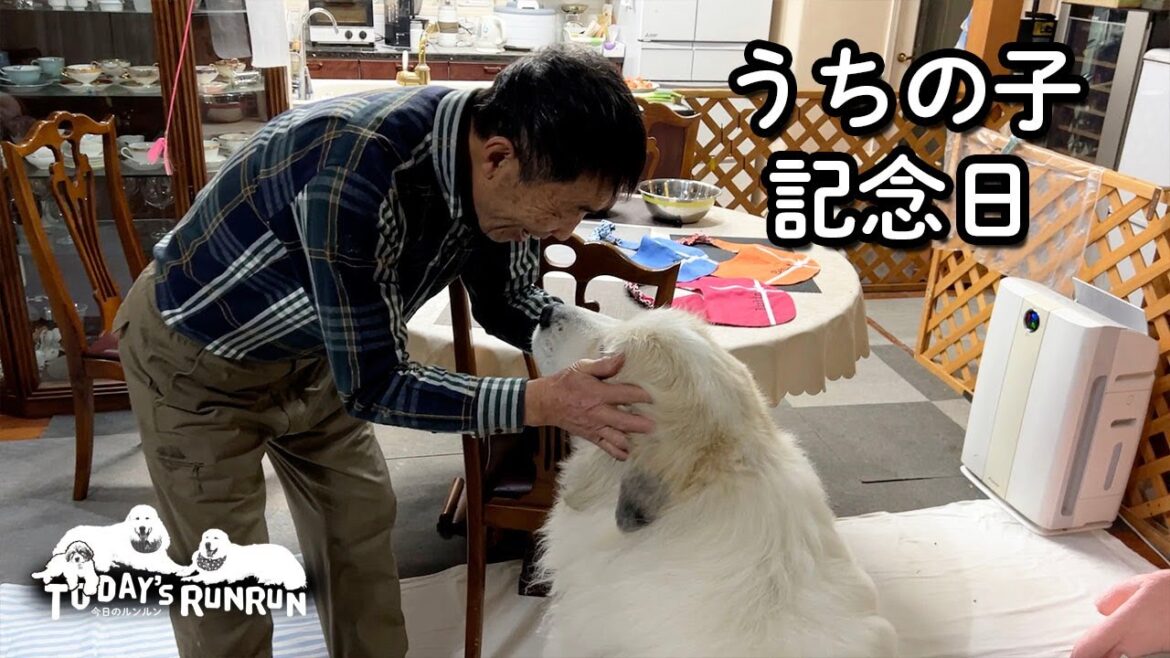【うちの子記念日】家族になってあっという間に10年経ったアランです Great Pyrenees グレートピレニーズ 【うちの子記念日】家族になってあっという間に10年経ったアランです Great Pyrenees グレートピレニーズ