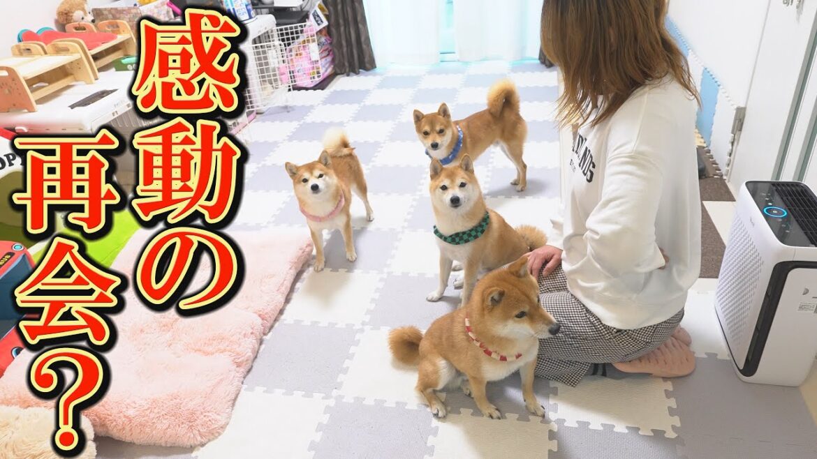 寝込んでいた飼い主との４日ぶりの再会は、意外な展開に・・・