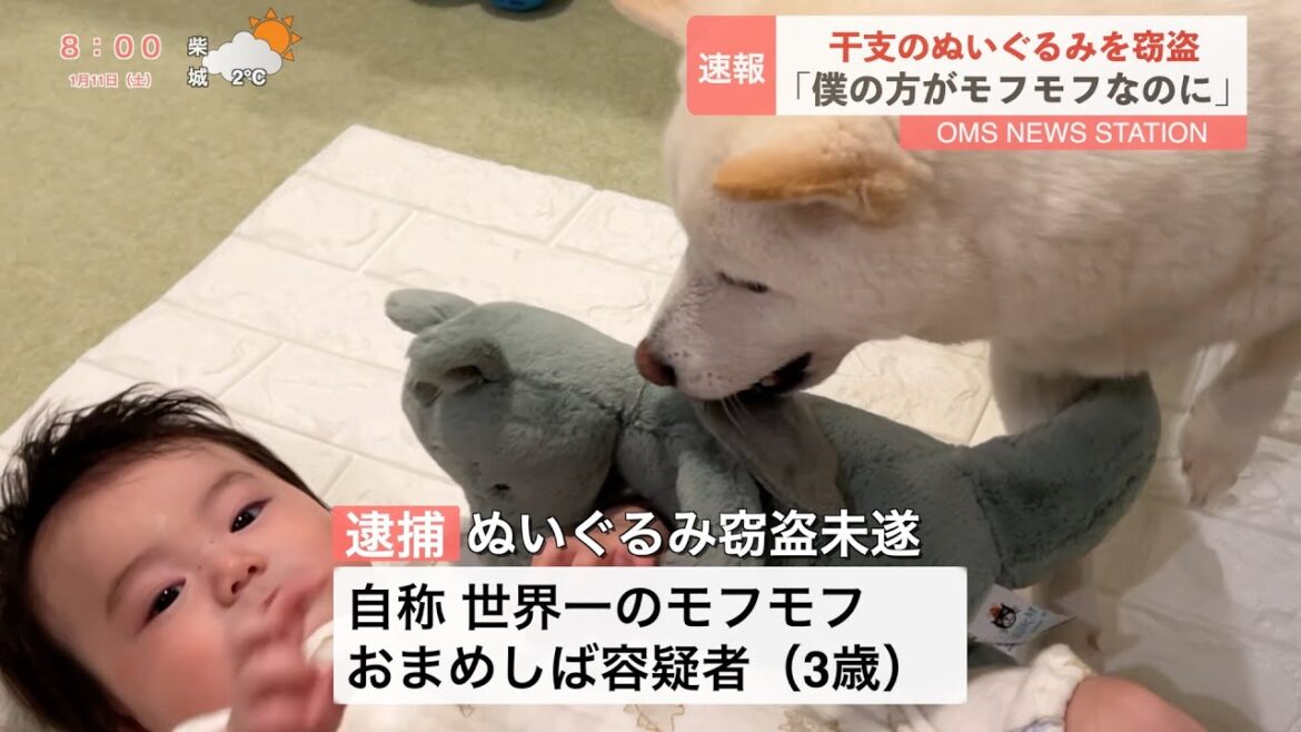 赤ちゃんの大切なぬいぐるみ盗む柴犬
