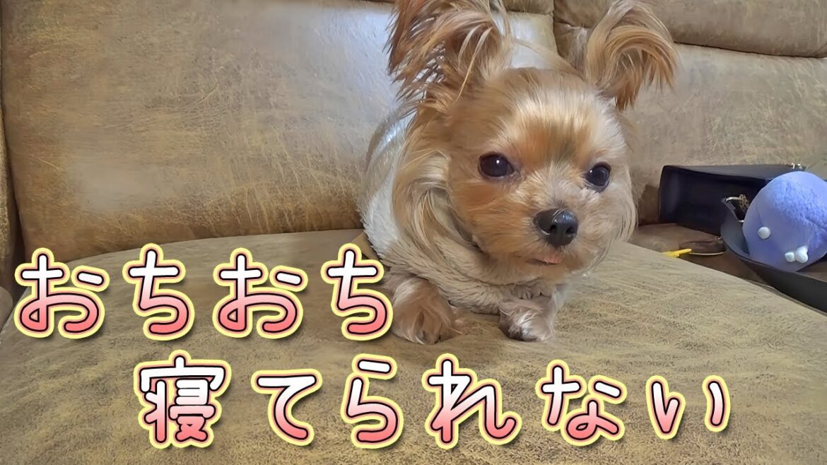 【ヨークシャテリア】夜もふけて眠いところに…【Yorkshire Terrier】