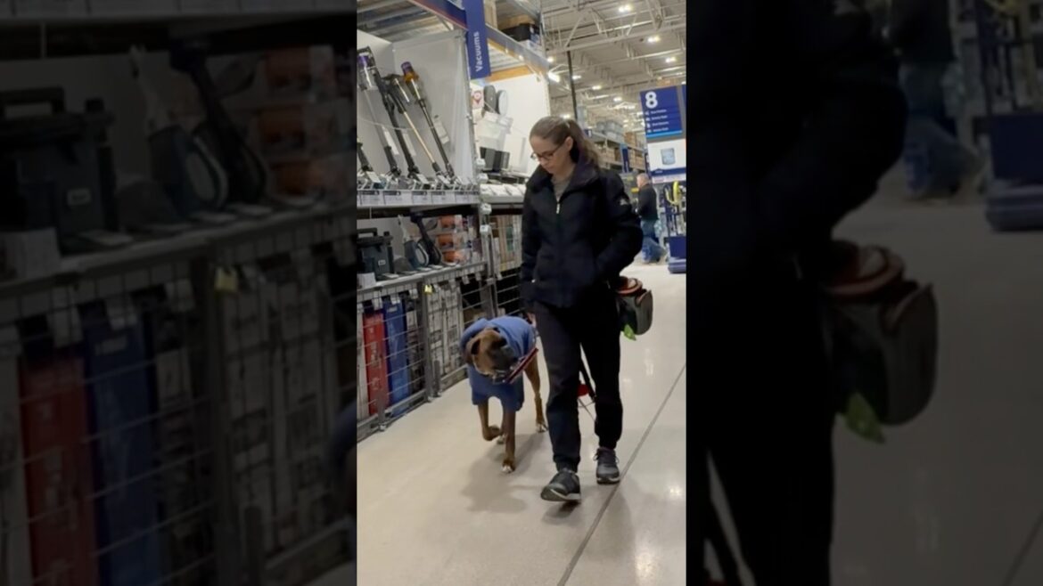 Lowe’s dog training #dogtraining #lowes