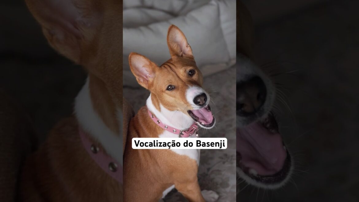 Vocalização do Basenji #basenjipuppy #basenjidog #basenji #doglover
