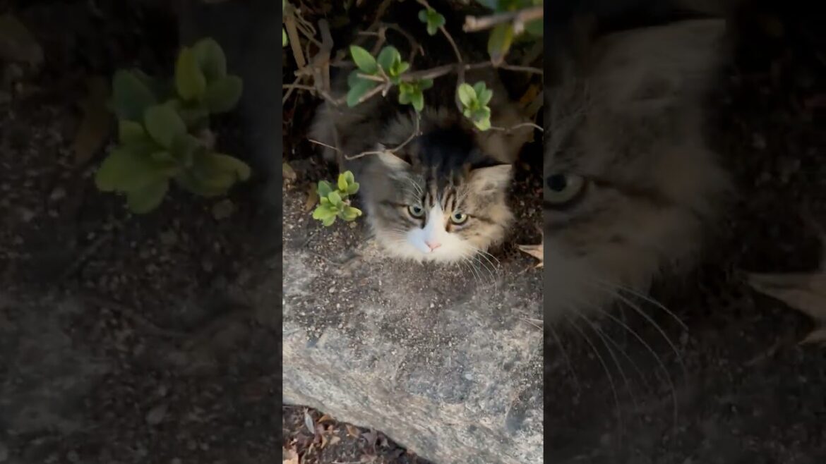 種類に富んだ猫たちがだんだん集まって来た #Shorts 種類に富んだ猫たちがだんだん集まって来た #Shorts