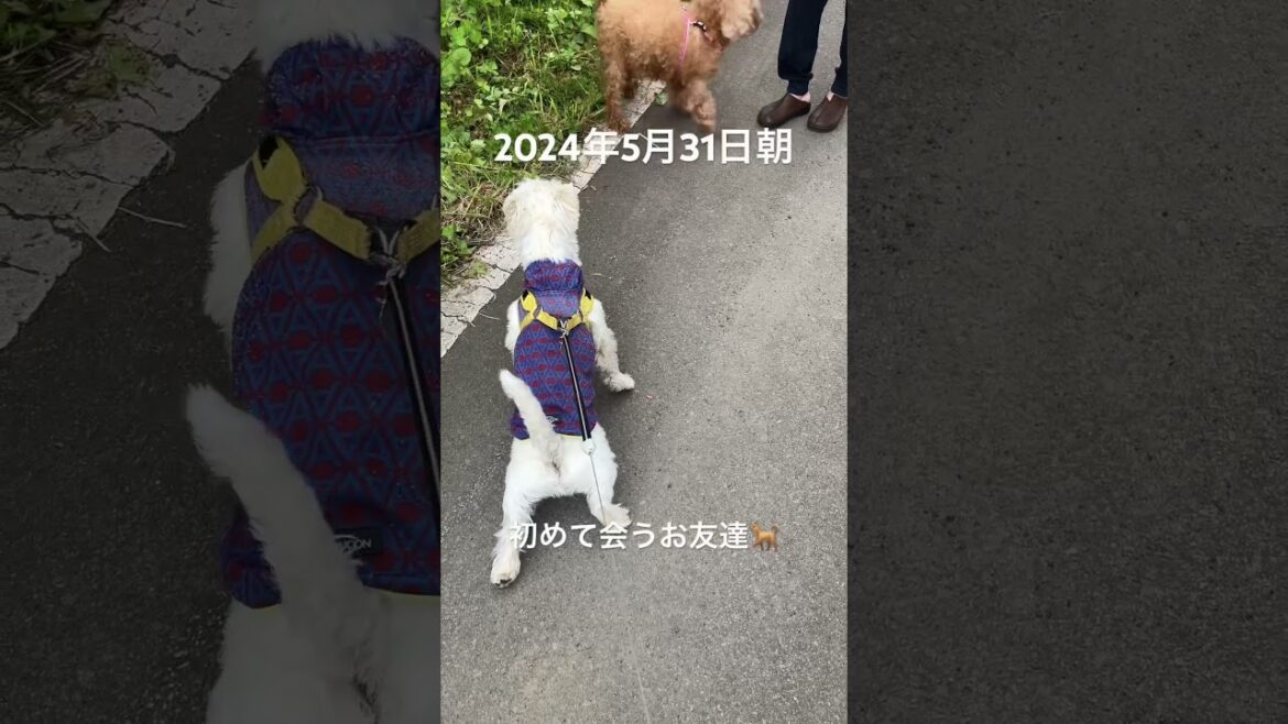 新たな出会い　#westie #westhighlandwhiteterrier #dog #ウエストハイランドホワイトテリア #ウエスティ