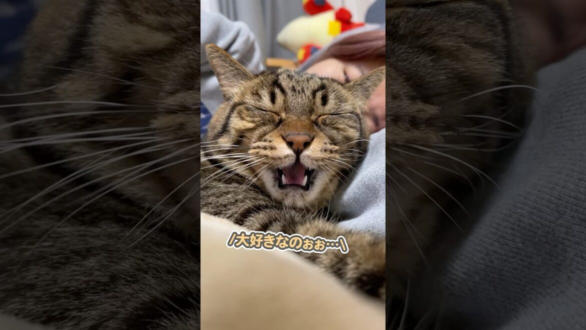 ママにピタッとくっつきながら、「大好きぃ…」と甘える猫