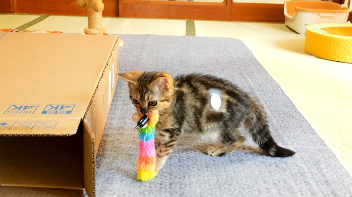 高血糖が続くもどんどん元気になるマンチカンの子猫。たくさん遊ぶ姿が可愛すぎました。