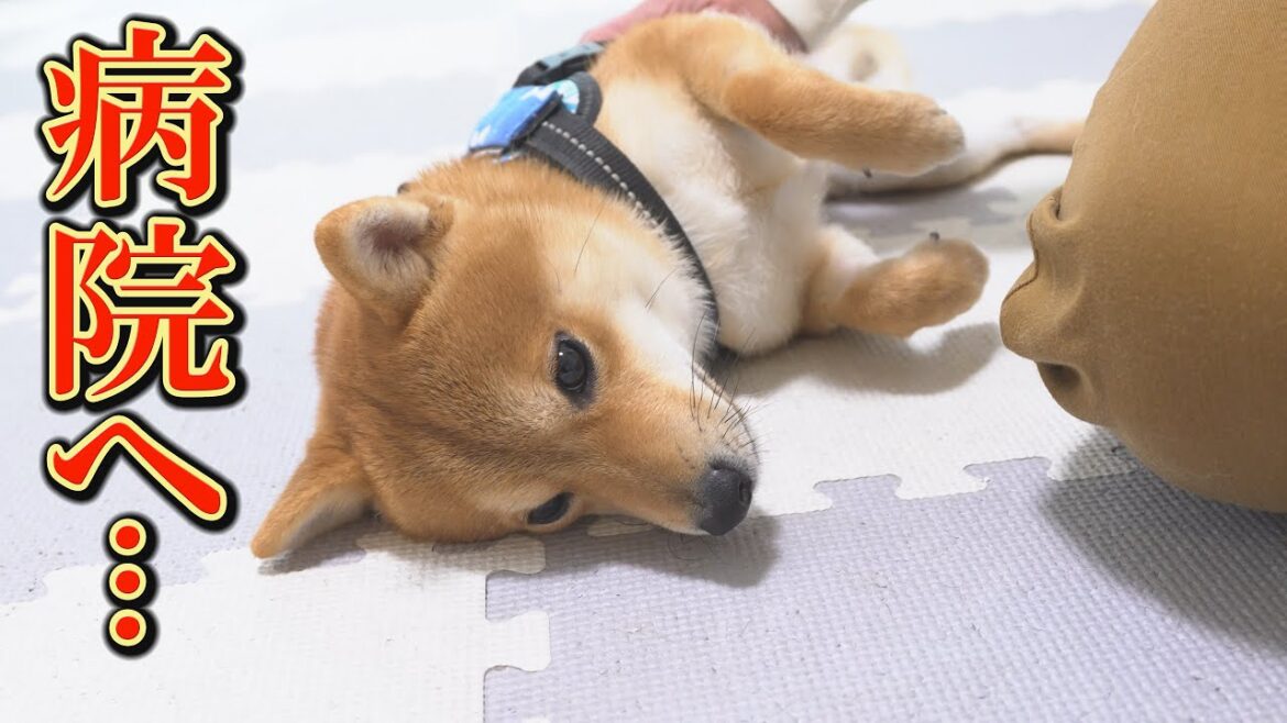 子犬の体調に異変が見られ、とても残念な診断結果が出ました・・・