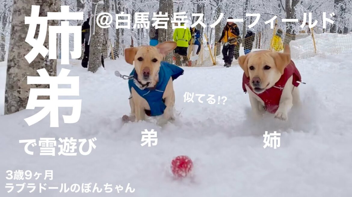 【ラブラドール#156】似てる⁉︎姉弟で白馬岩岳スノーフィールドで雪遊び★ラブラドールレトリバー　labrador retriever 大型犬　ぼんちゃん HAKUBA スキー　SKI