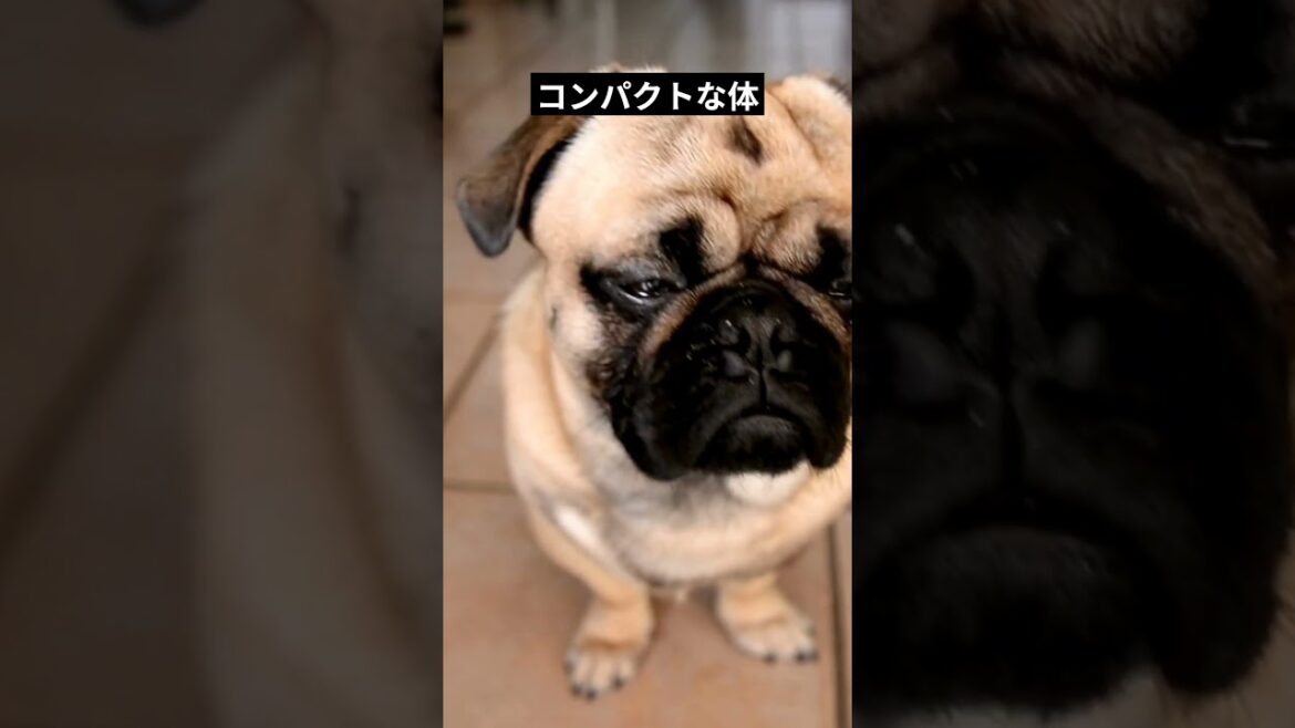 【パグ犬の秘密】愛らしさの背後にある魅力