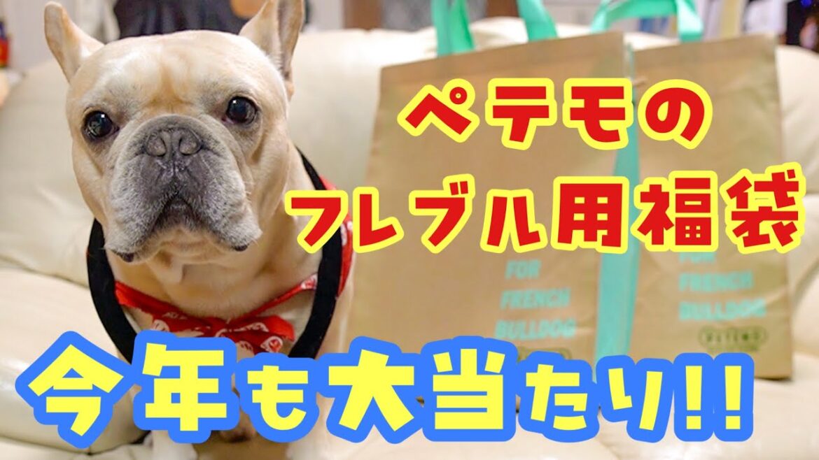 【ペテモ福袋】を開封しながら新年のご挨拶!フレンチブルドッグのルーク【Luke VLOG #151】 【ペテモ福袋】を開封しながら新年のご挨拶!フレンチブルドッグのルーク【Luke VLOG #151】