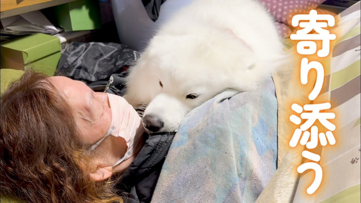 風邪気味なばあちゃんのそばに寄り添う優しい犬がかわいすぎました… 風邪気味なばあちゃんのそばに寄り添う優しい犬がかわいすぎました…