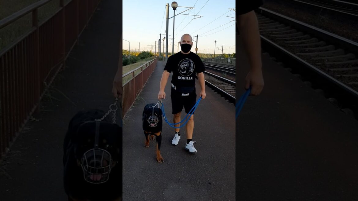 LA PLIMBARE CU #KATHAN IN LESA SI PURTAND BOTNITA | MASCULUL ♂️ MEU DE ROTTWEILER LA 1️⃣ AN