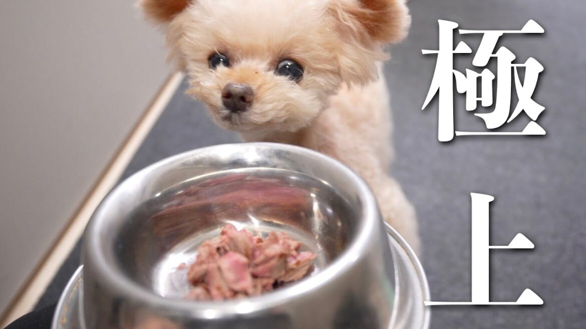食べ過ぎ注意！極上のお肉入荷しました！【トイプードル】