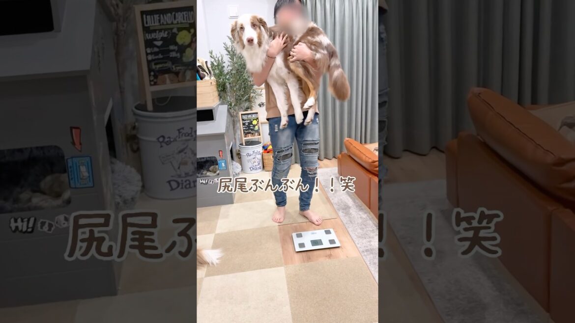 大きい犬達の体重測定が大変すぎる😂w【ボーダーコリー・オーストラリアンシェパード】#shorts