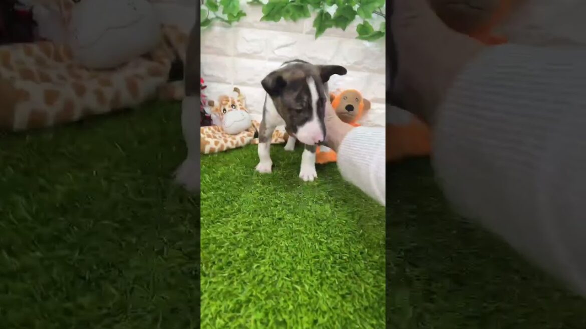 ミニチュアブルテリア 両親共DM遺伝子検査クリア156