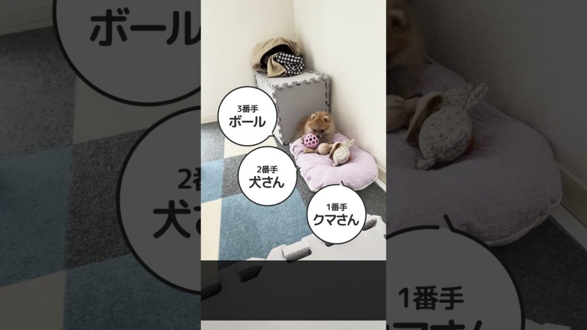 赤ちゃんポメの秘密基地 #ポメモカ #癒し #ポメラニアン #可愛い
