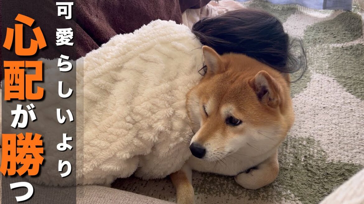 赤ちゃんから一緒にいる柴犬＆１歳は、無茶でリスクのある遊びをする