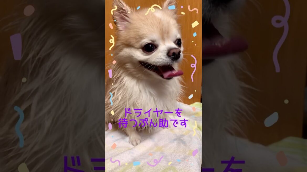 【ぷん助】お風呂に入るチワワ #shorts #chihuahua #ロングコートチワワ #いい湯だな #お風呂に入る犬 #ぷん助 #犬のいる生活
