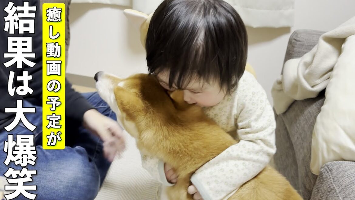 癒される動画の予定が柴犬と1歳児の珍行動で爆笑動画に…w 癒される動画の予定が柴犬と1歳児の珍行動で爆笑動画に…w