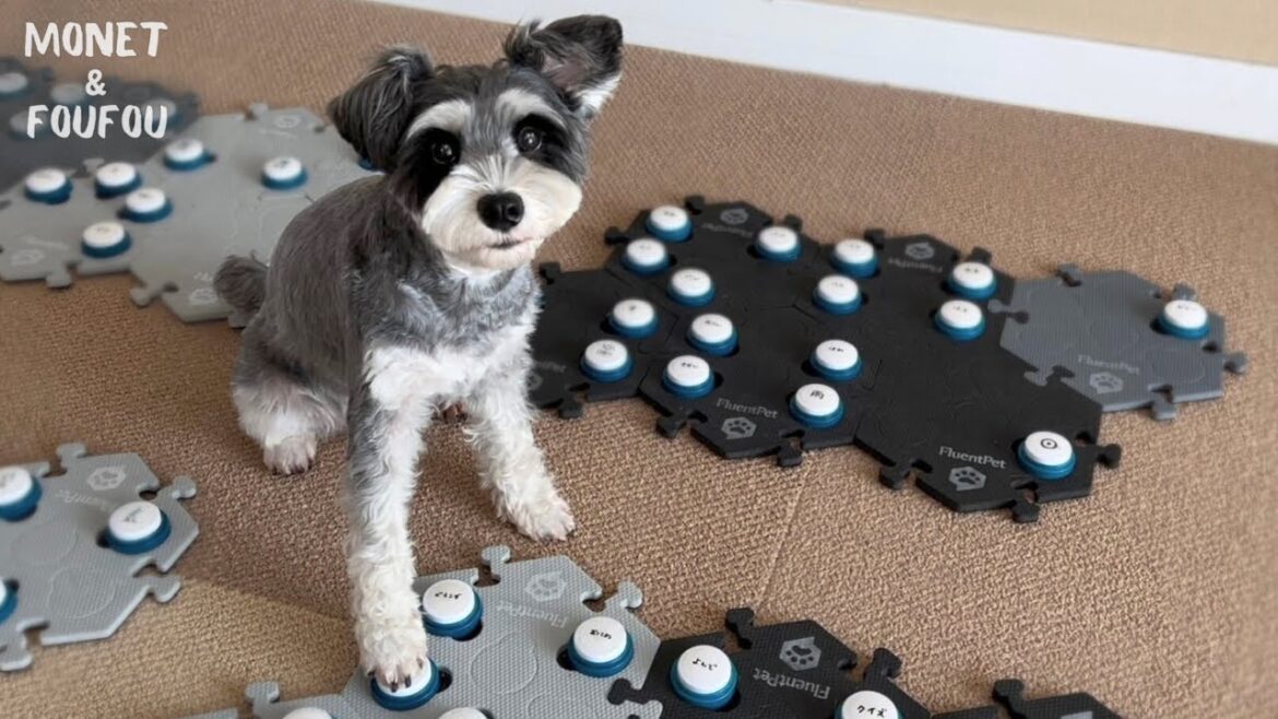 しゃべる犬に人間用ブラシを試したら◯◯と言われました しゃべる犬に人間用ブラシを試したら◯◯と言われました