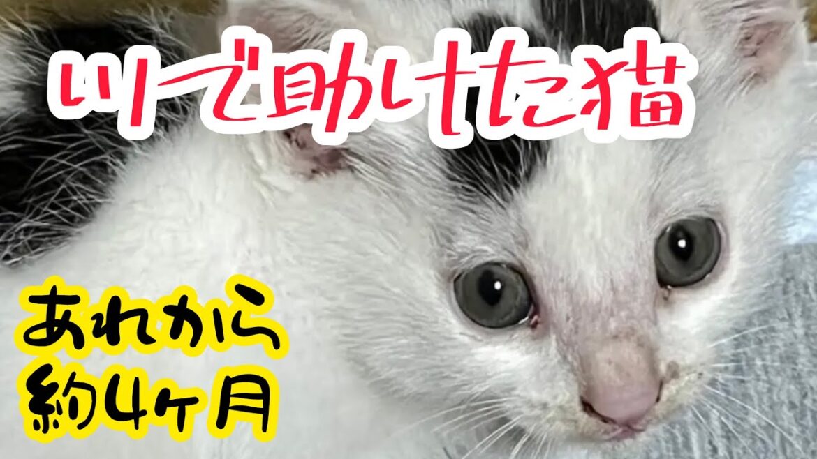 【保護猫】川で助けた猫、うちに来て約4ヶ月の様子をまとめてみました。ミルクの成長日記＃ねこ＃保護猫＃猫のいる暮らし＃cat