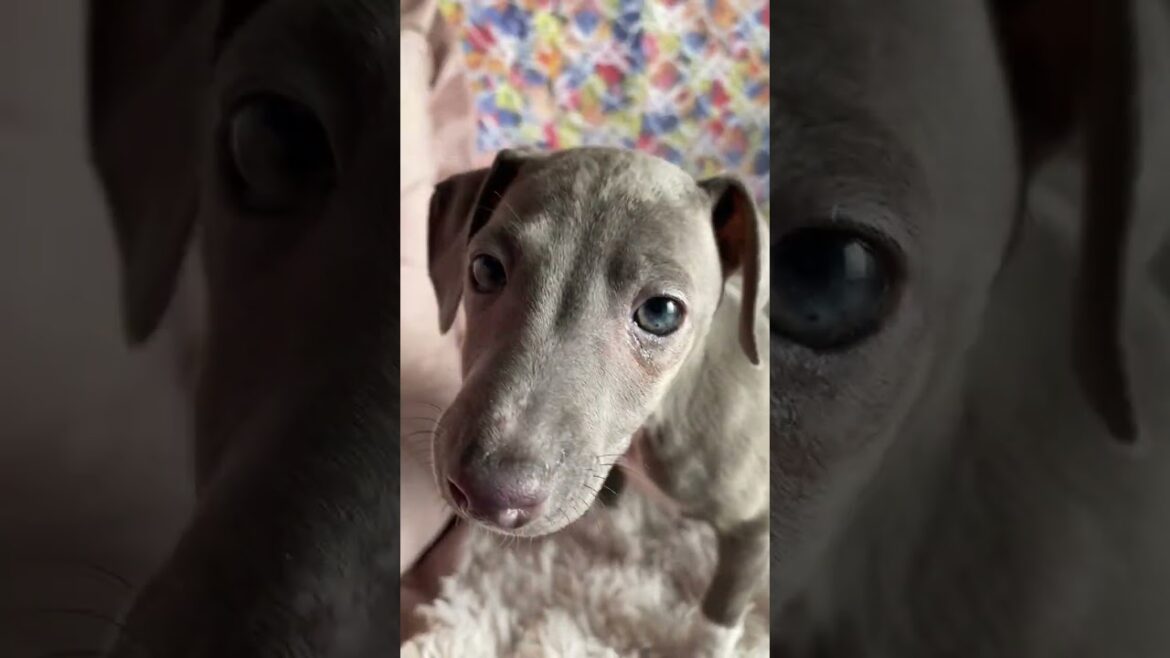 イタリアングレーハウンド(イタグレ) お問い合わせはお早めに！