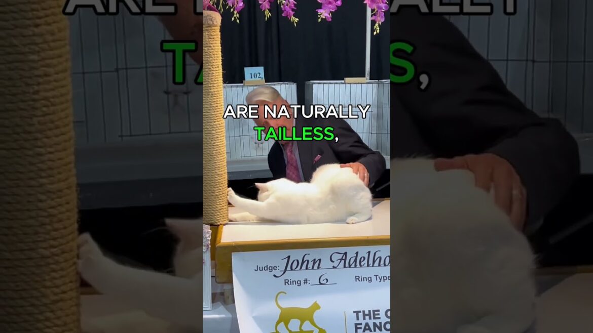 Story of a Cat's Tail #cattail #manxcat #notail #catbody #catfacts #skeleton #fluffytail #shortscat