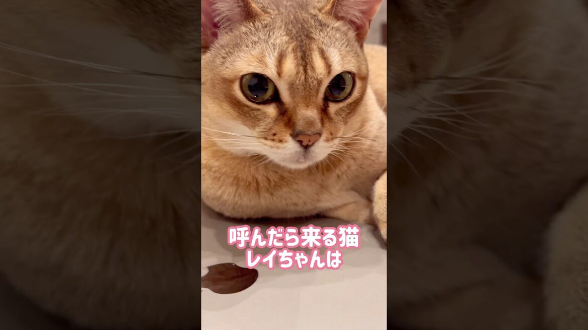 ときどき天井が気になるレイちゃん #シンガプーラ #cat #shorts