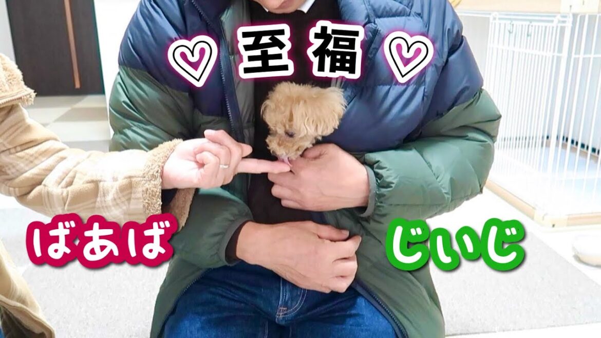 1年ぶりのじぃじ、ばぁばに大興奮！お留守番も頑張り、とても嬉しそうでした♪【トイプードルのコロン】