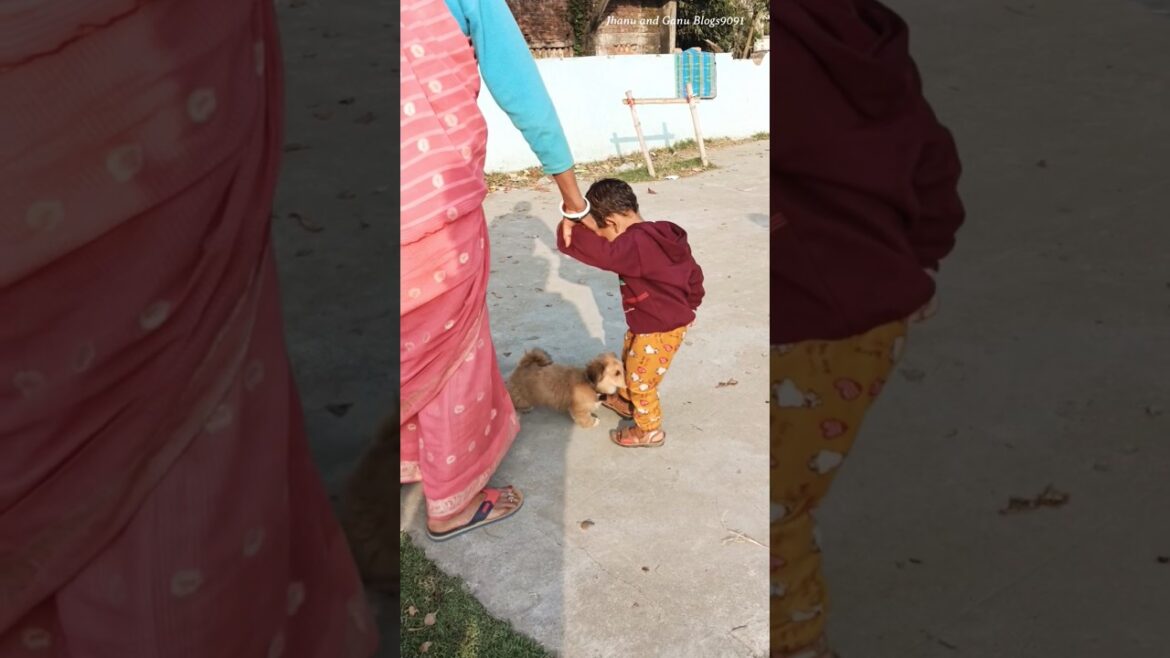Mithi is very happy today । Lhasa Apso । Small dog breed in India #puppy #pets #doglover